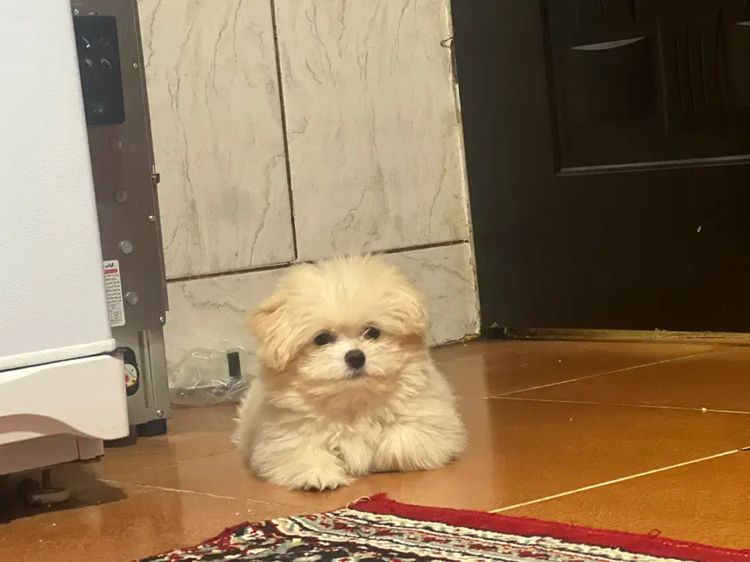 سگ شیتزو|سگ|مرودشت, ژیان|دیوار