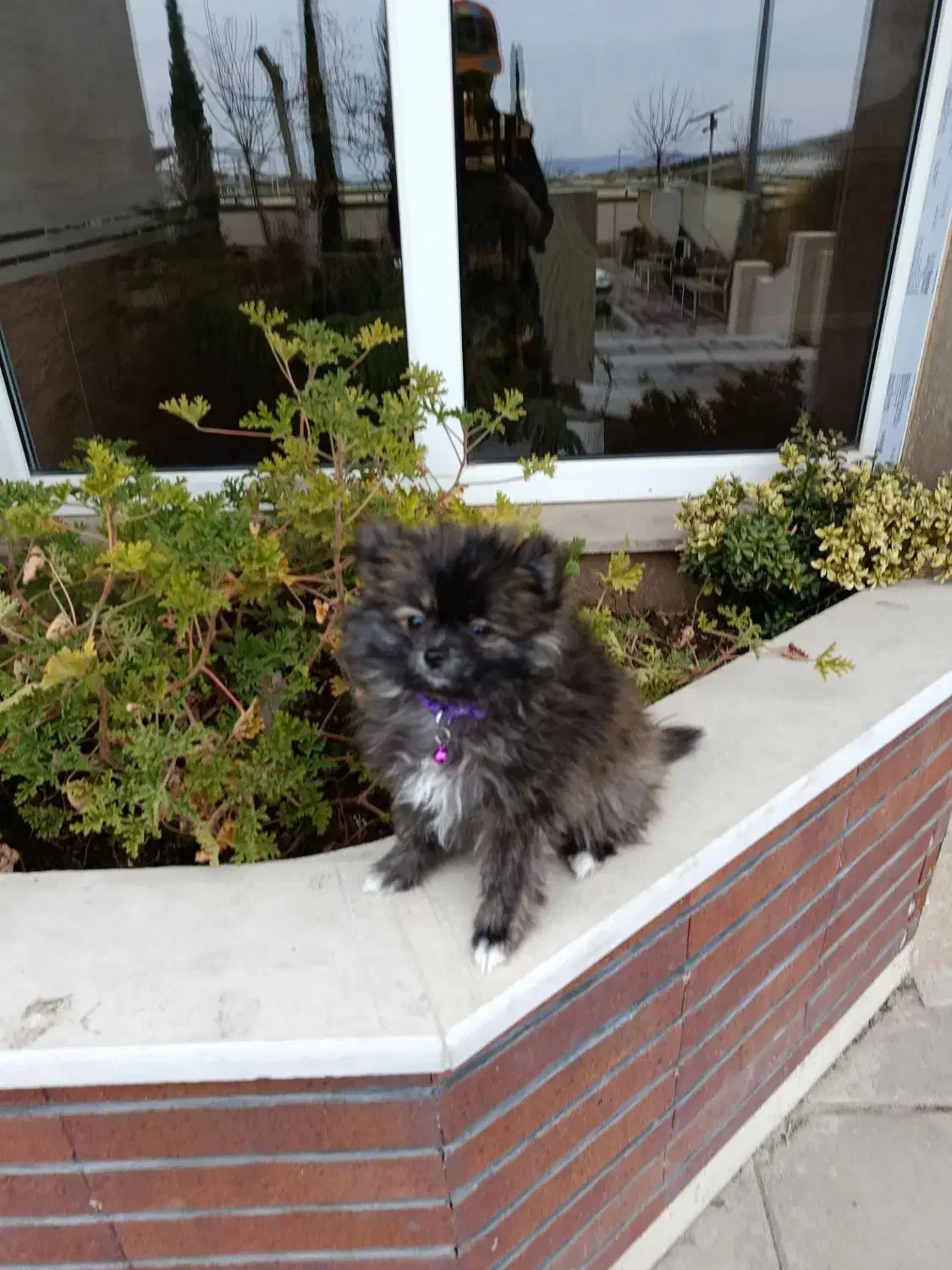 فرشته ی خرسی|سگ|تهران, تهرانپارس جنوبی|دیوار