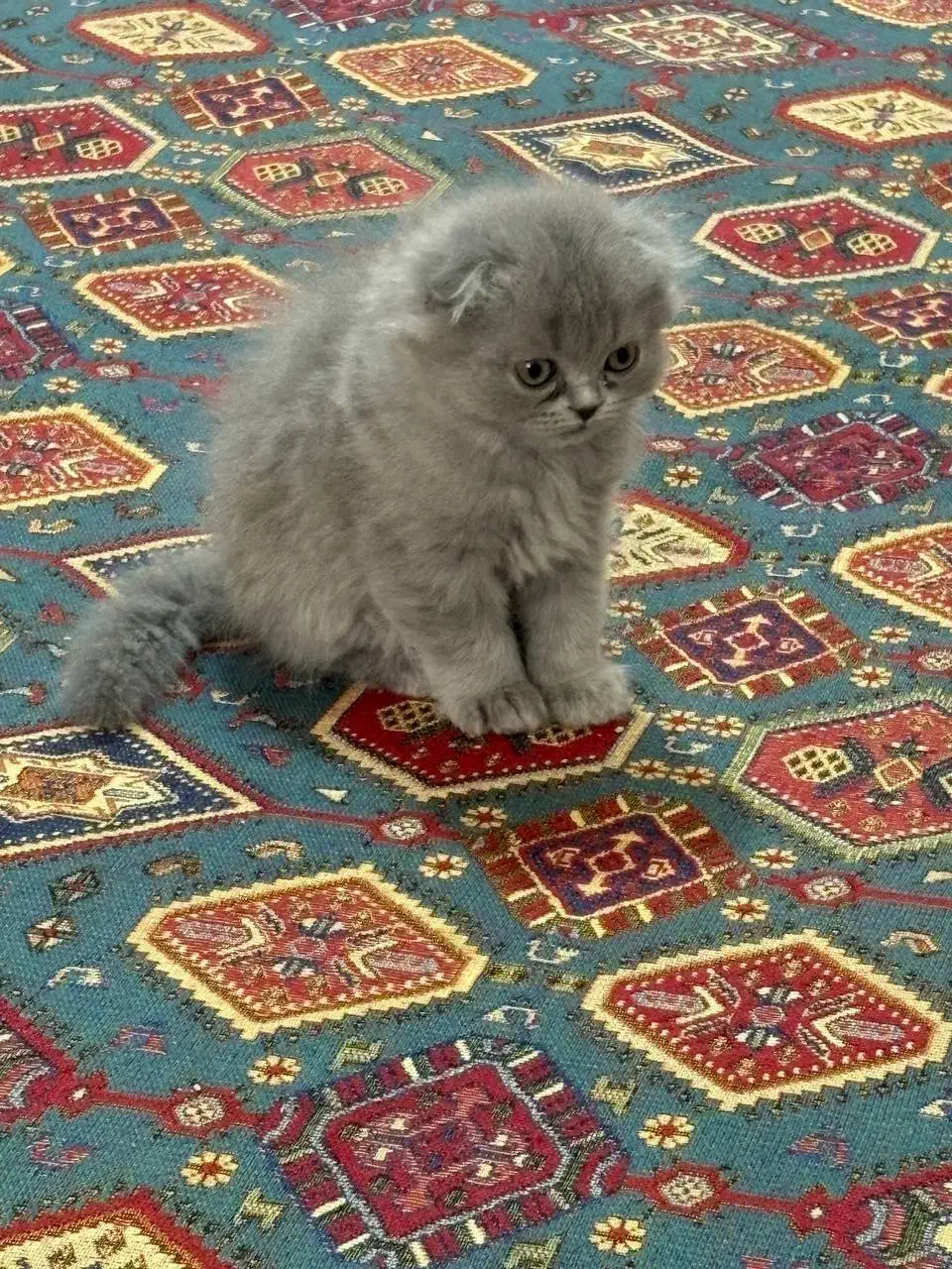 گربه|گربه|کرمانشاه, |دیوار