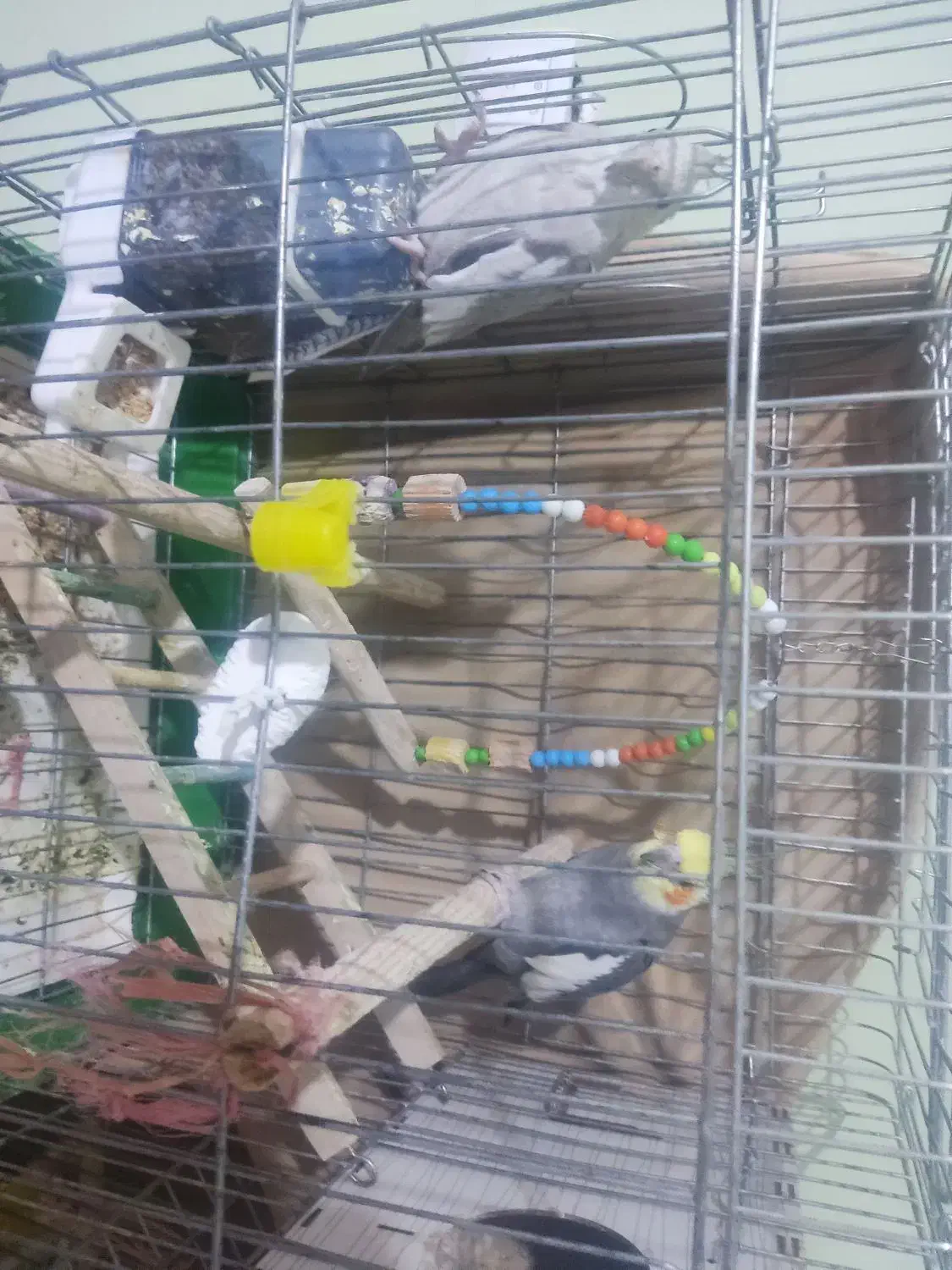 عروس هلندی نر و ماده البینو|پرنده|مهرگان, |دیوار