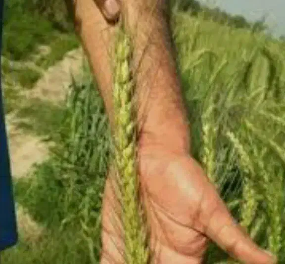 گندم ابی روسیه|خدمات باغبانی و درختکاری|گل تپه, |دیوار