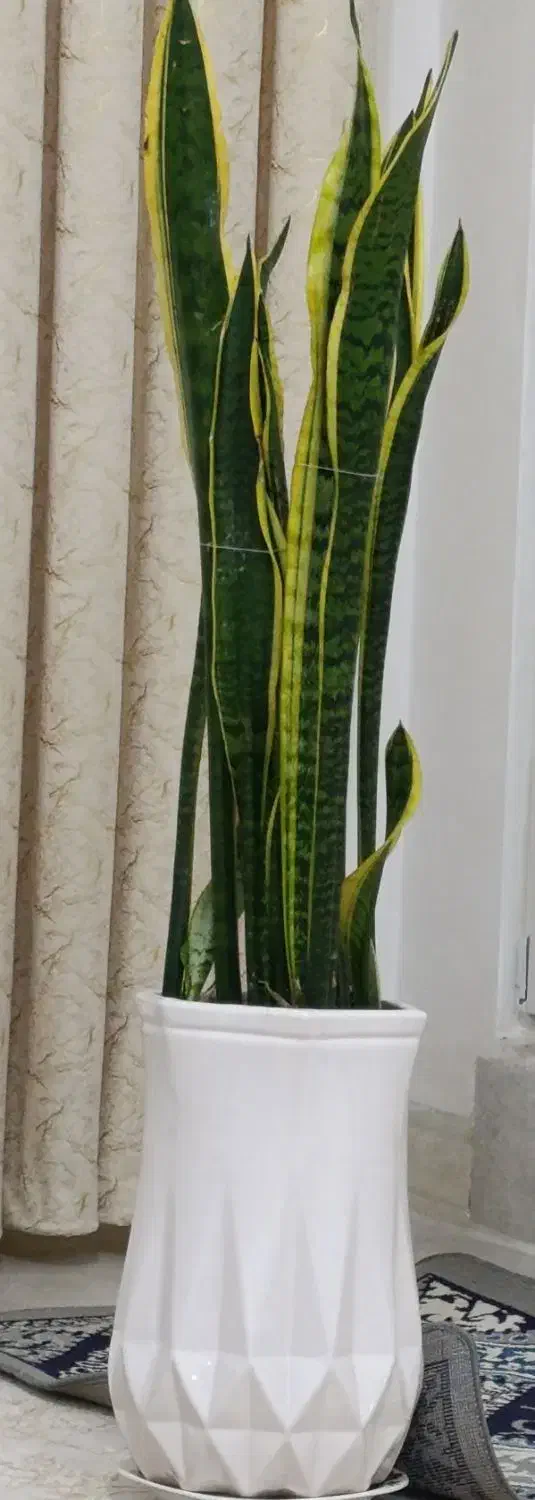 فروش گل|گل و گیاه طبیعی|سیرجان, |دیوار