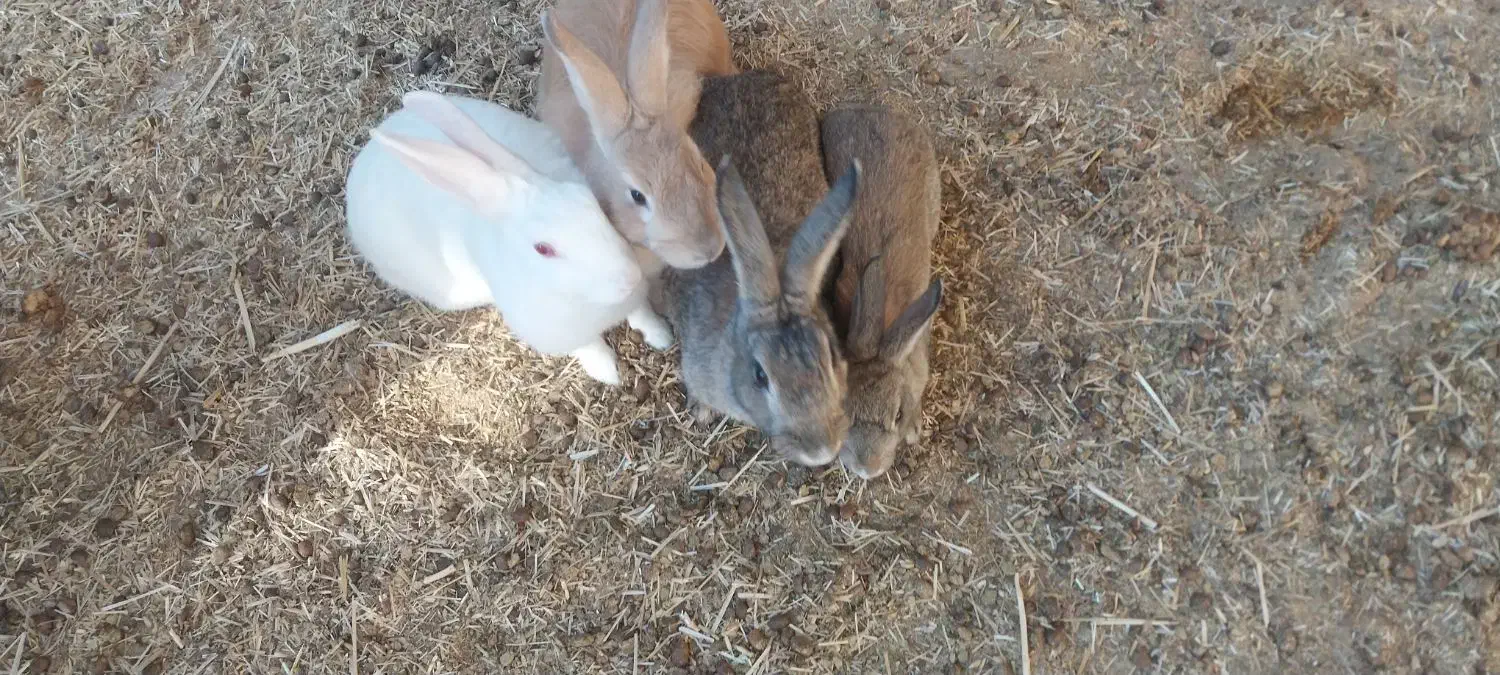 خرگوش|موش و خرگوش|داراب, |دیوار