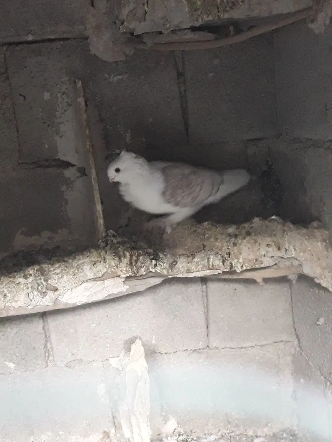 کبوتر دوکت نوک ریز|پرنده|لنده, |دیوار