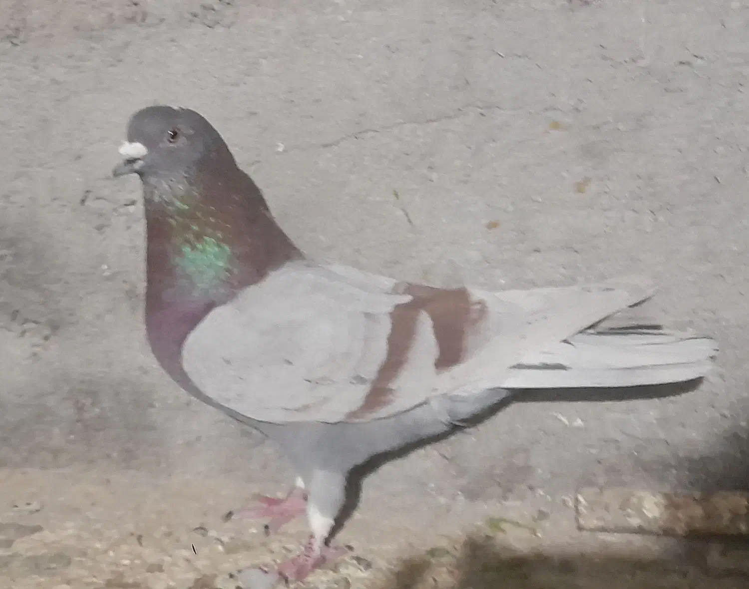 کبود|حیوانات|شاهرود, |دیوار