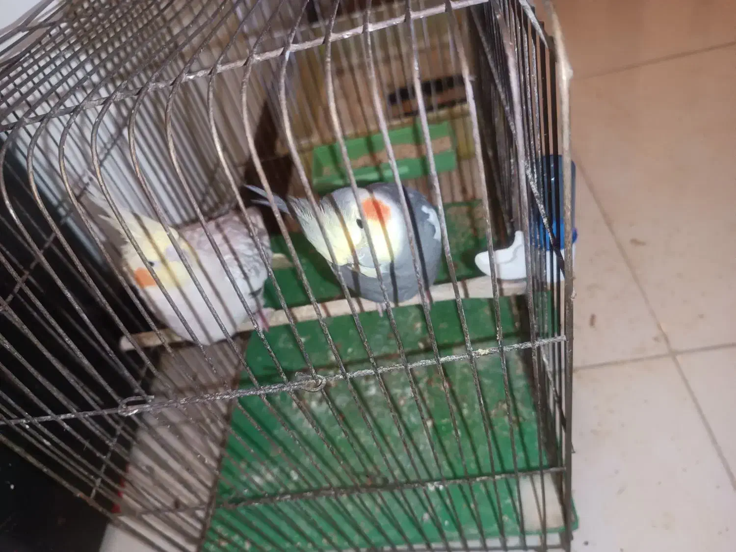 عروس هلندی جفت مولد|پرنده|اندیشه, اندیشه فاز ۱|دیوار