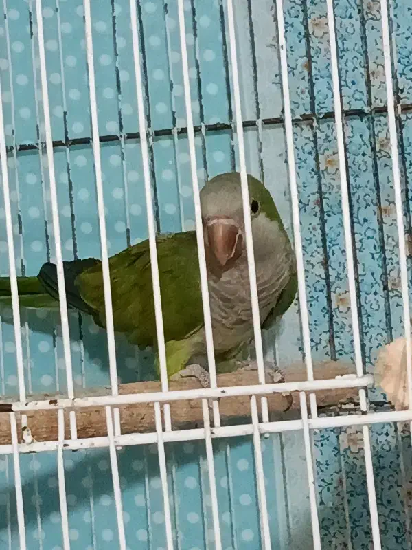 طوطی راهب ۲عدد ماده همراه تست جنسیت|پرنده|رشت, جانبازان|دیوار