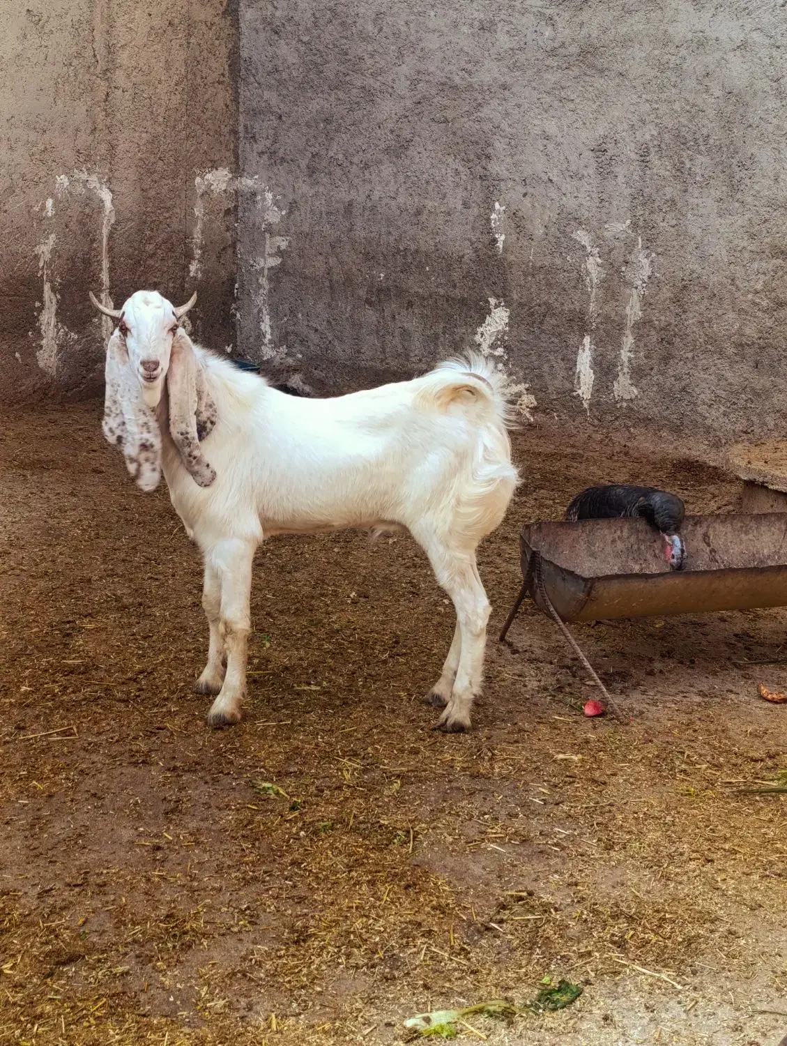 گلابی|حیوانات مزرعه|چغادک, |دیوار