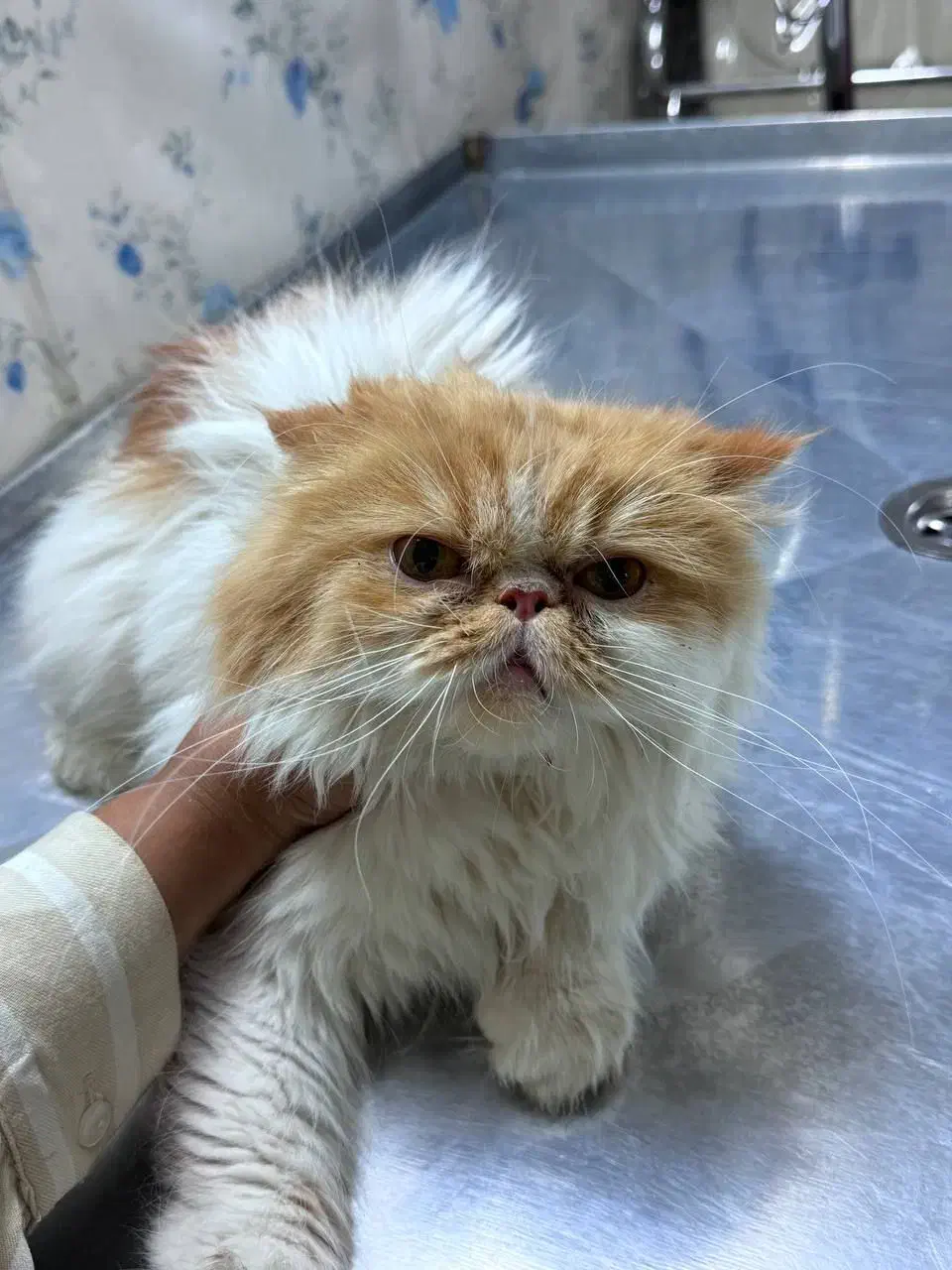 واگزاری گربه پرشین ماده رایگان|گربه|بیرجند, |دیوار