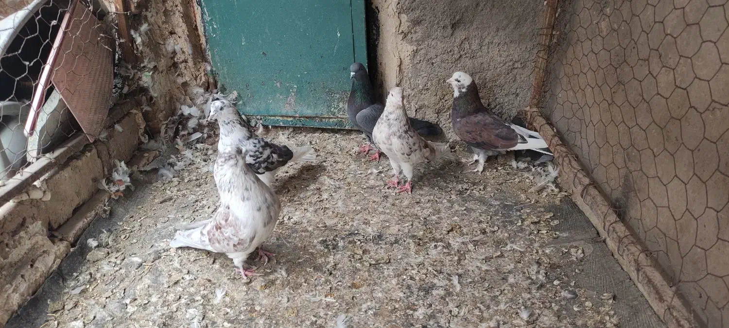 کبوتر|پرنده|مشگین شهر, |دیوار