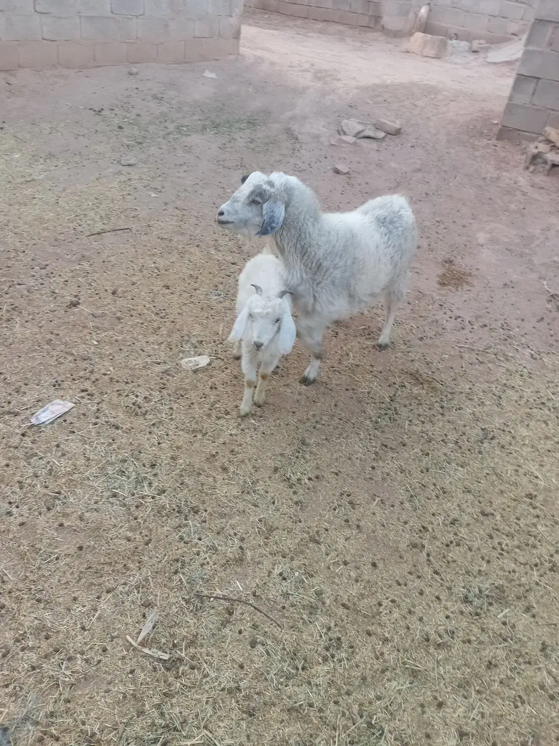 بزکره|حیوانات مزرعه|نگار, |دیوار