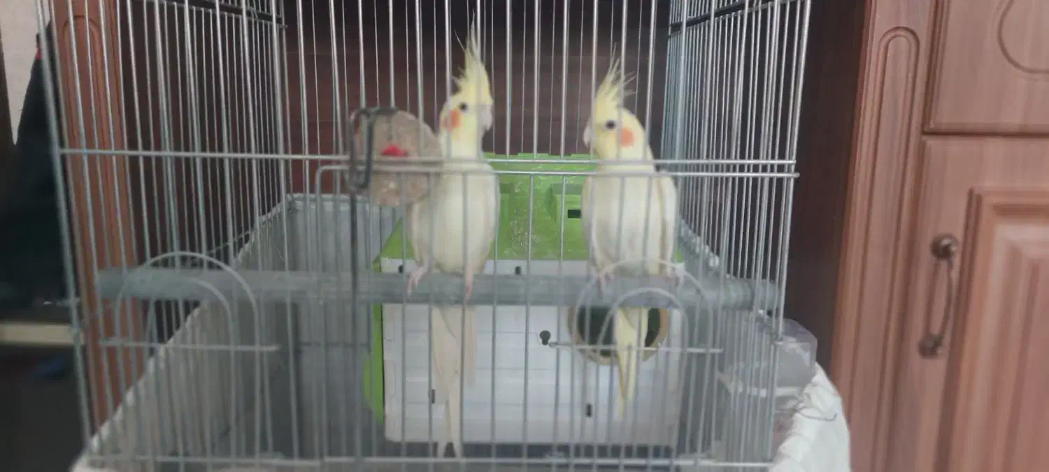 عروس هلندی|پرنده|قم, بنیاد|دیوار