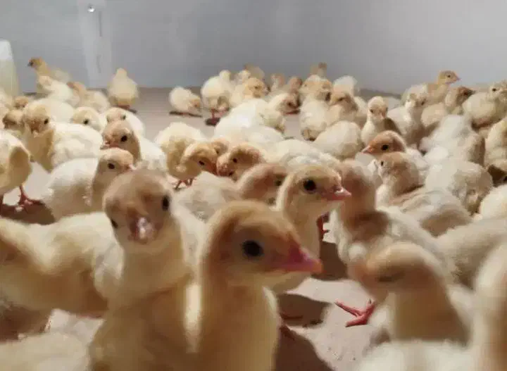 جوجه یک روزه بوقلمون بیوتی 6|حیوانات مزرعه|خاوران, |دیوار