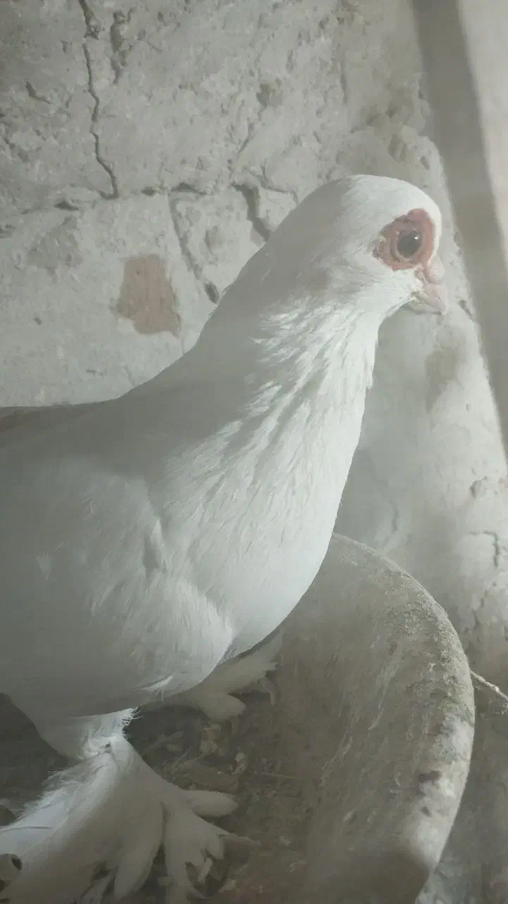 3000000تومان|پرنده|تبریز, |دیوار