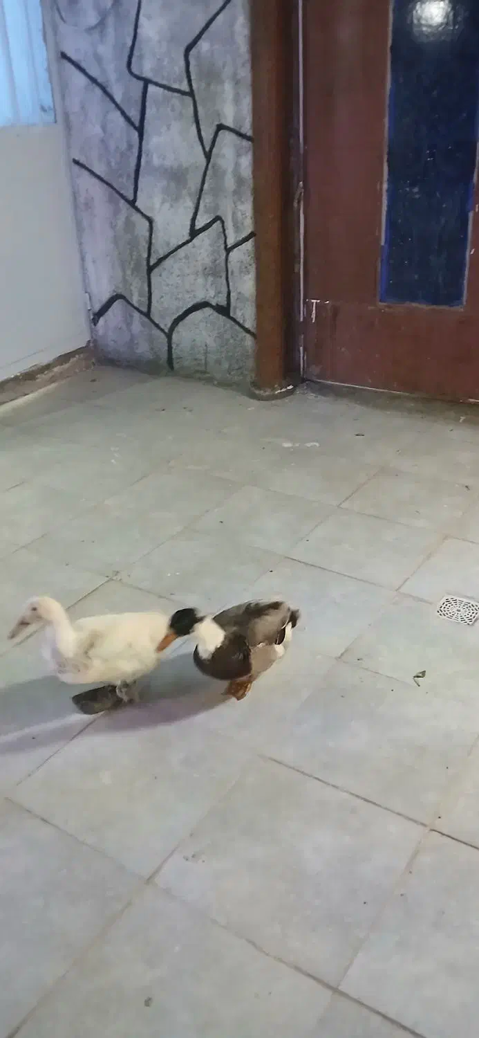 دو عدد اردک|حیوانات مزرعه|جعفرآباد, |دیوار