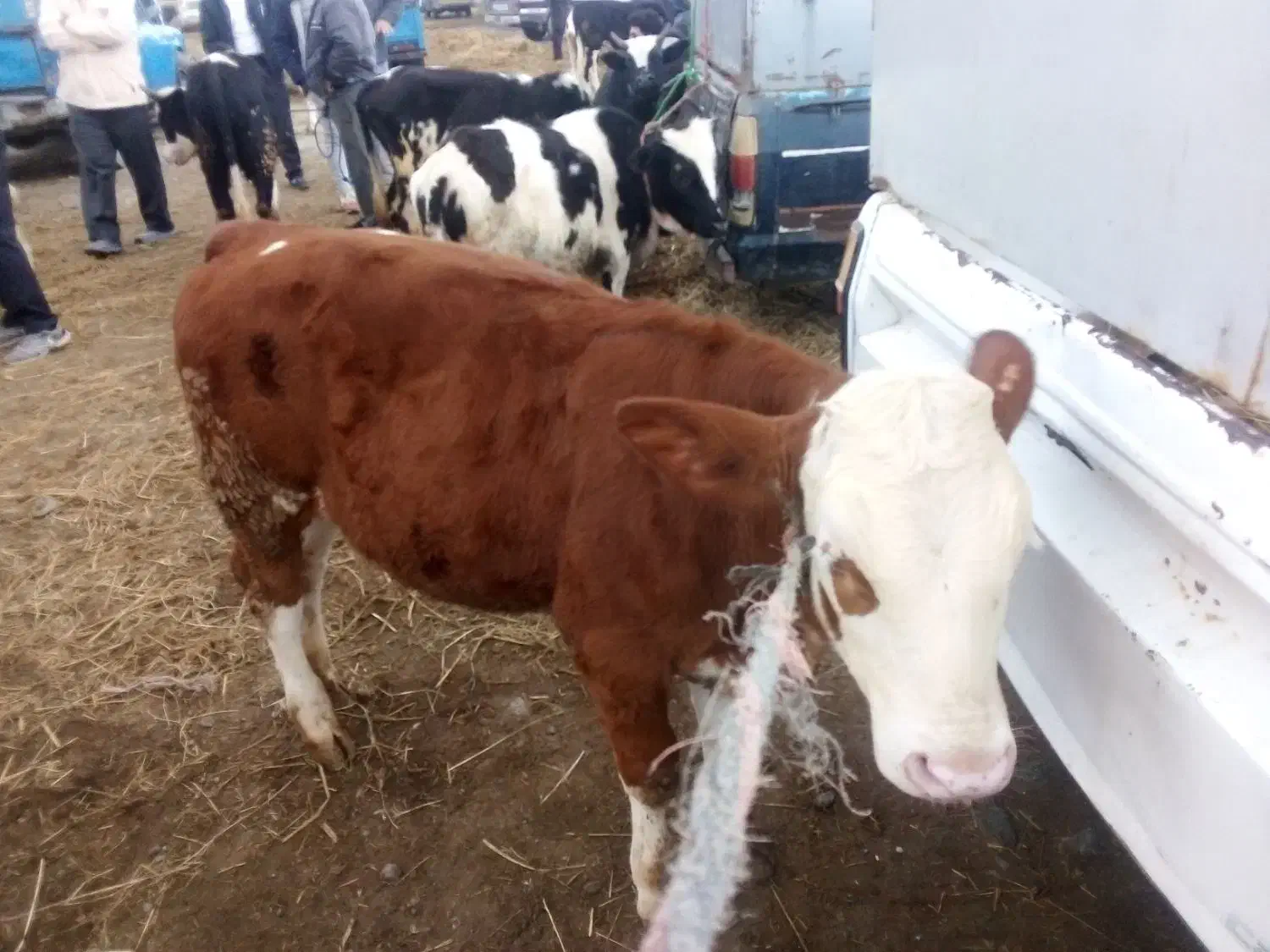 جمع آوری گوساله سیمینتال|حیوانات مزرعه|بندر ترکمن, |دیوار