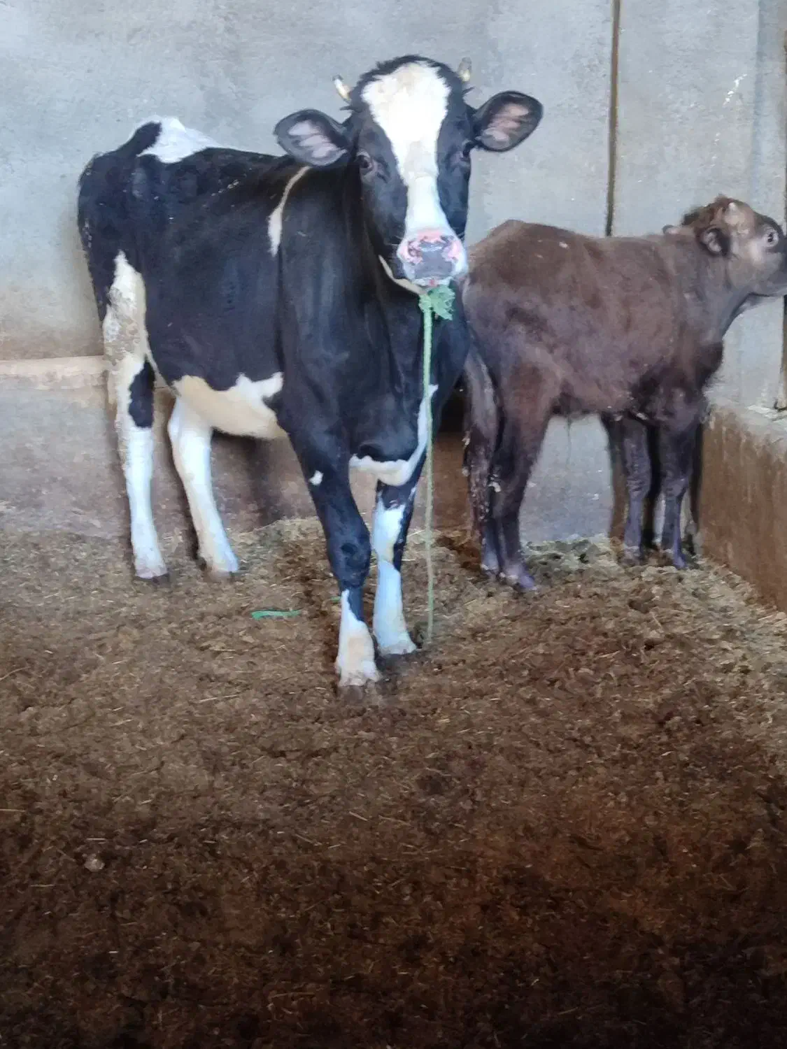 گاو|حیوانات مزرعه|محمدیه-قزوین, |دیوار