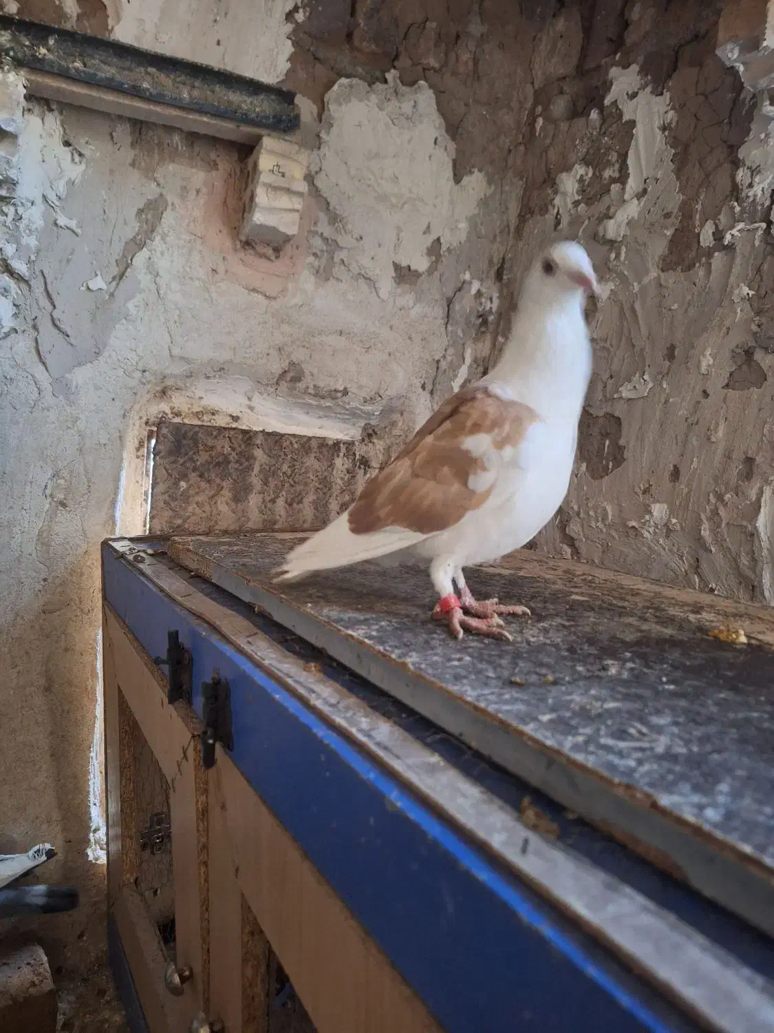 کفتر|پرنده|نصر آباد, |دیوار