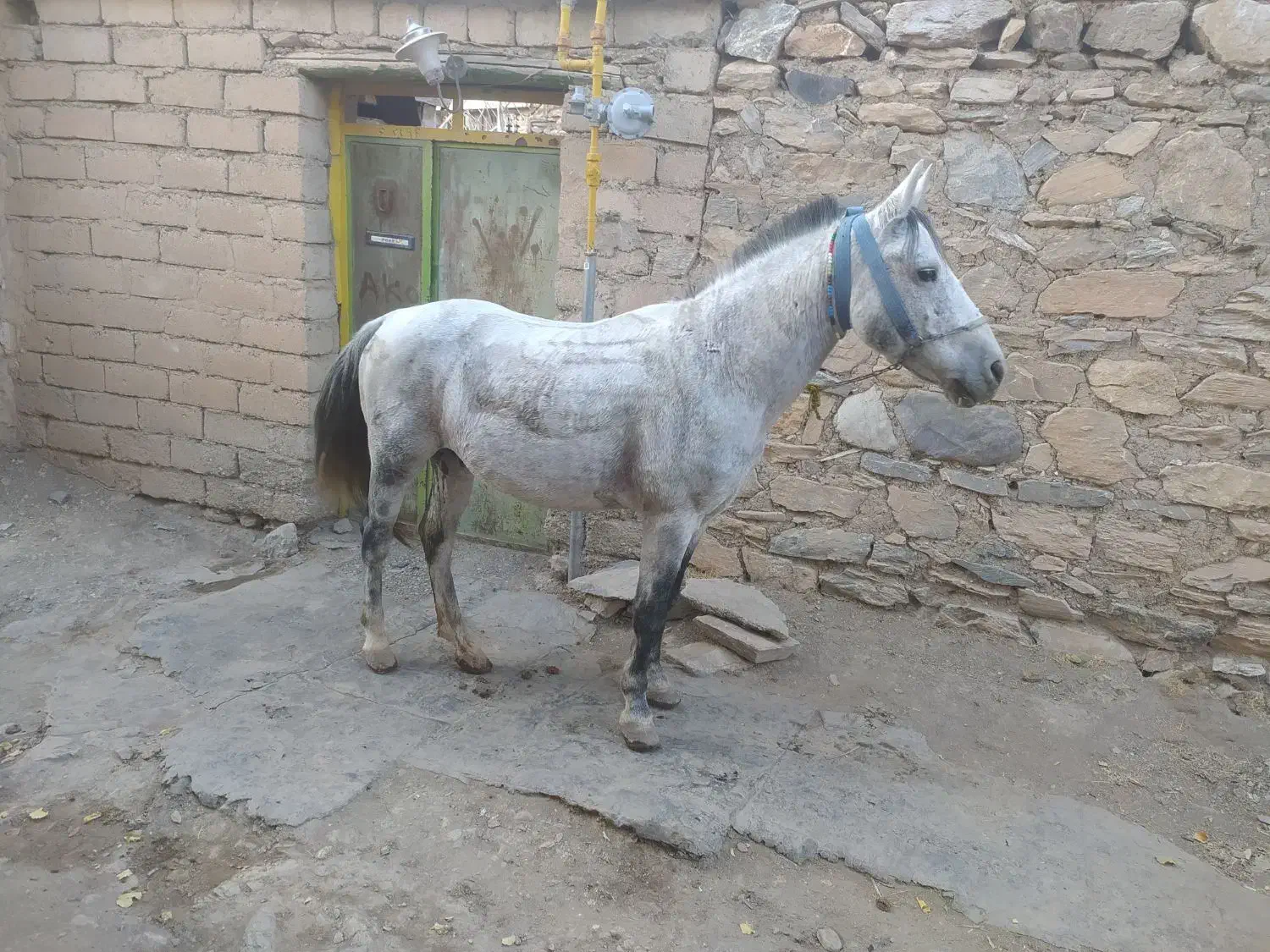 4عدد یخته زمانتی 1عدد اسب|حیوانات مزرعه|نمشیر, |دیوار