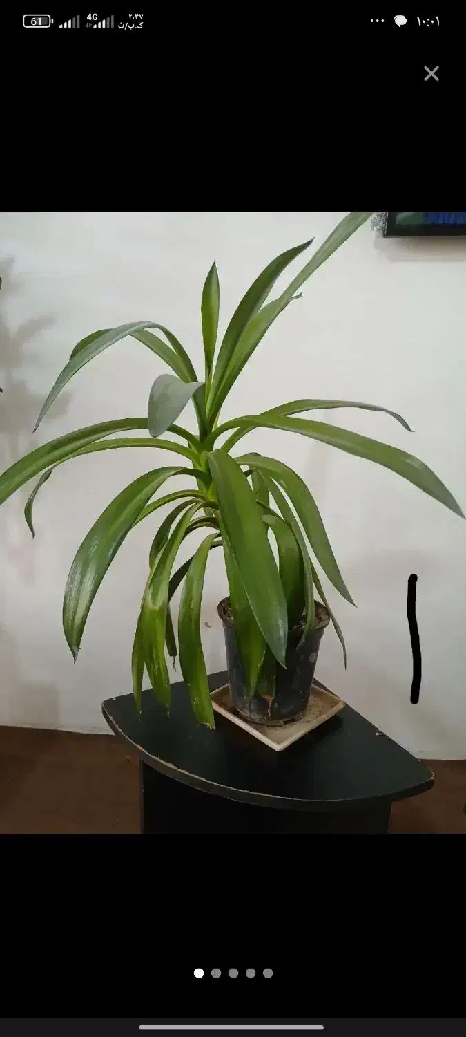 گل آپارتمان|گل و گیاه طبیعی|رباطکریم, شهرک والفجر|دیوار