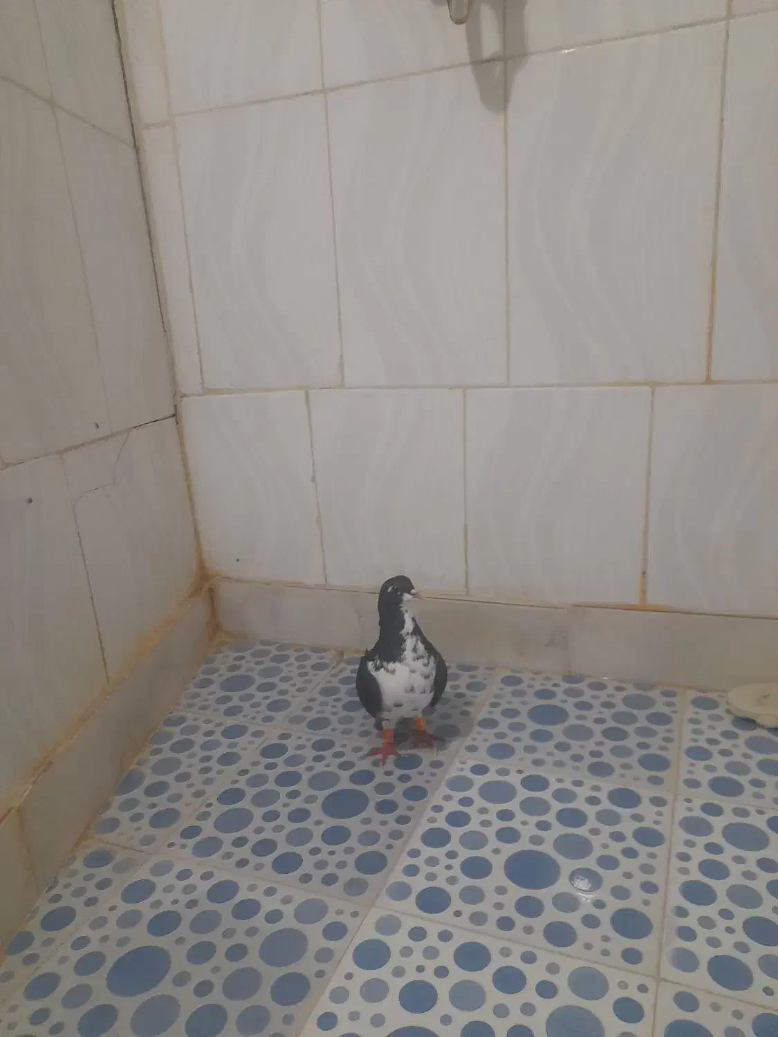 کبوتر|پرنده|مشهد, شهرک صنعتی مشهد|دیوار