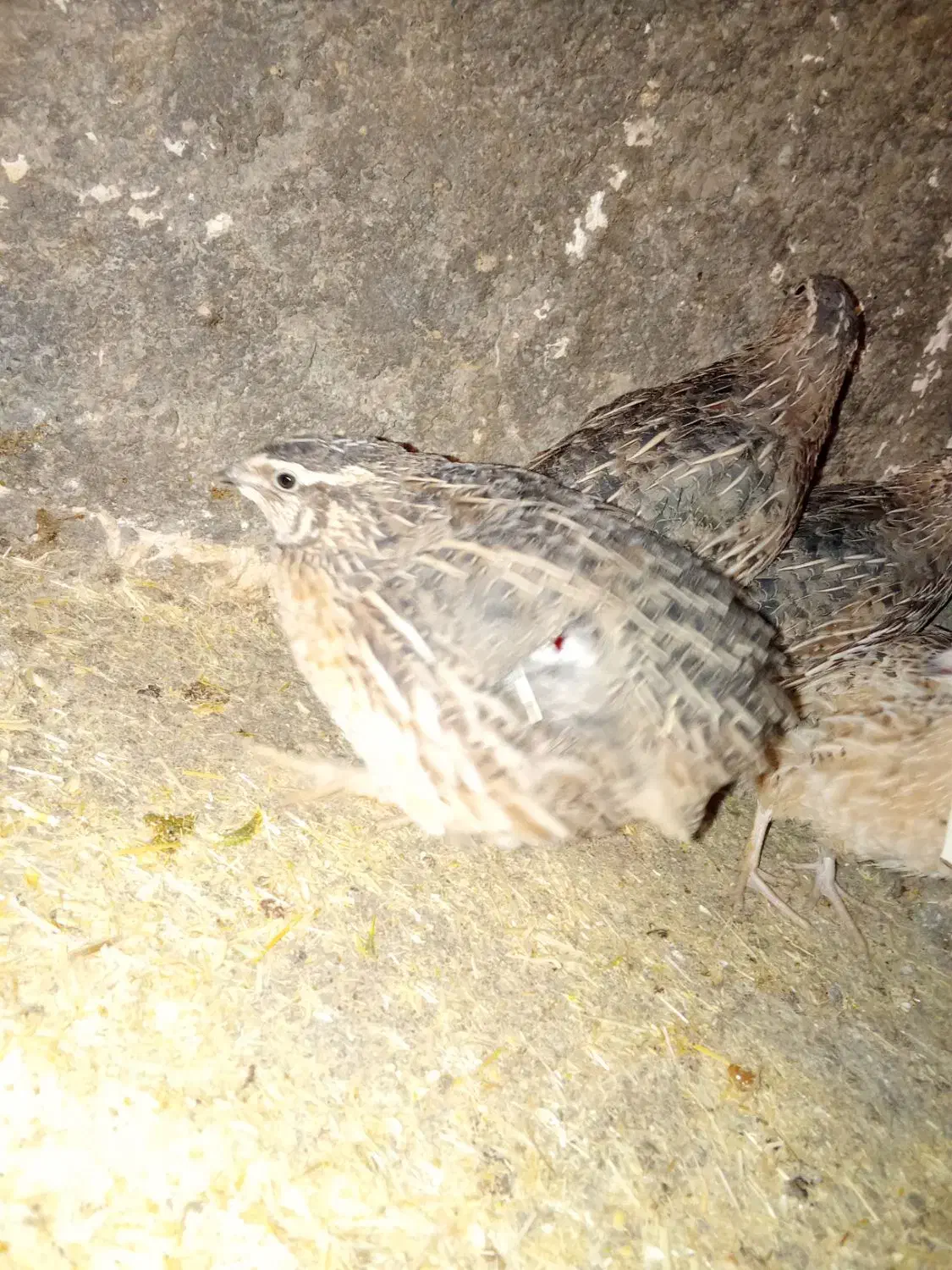 جوجه مرغ و خروس. بلدرچین خروس لاری|حیوانات مزرعه|خرمآباد, |دیوار