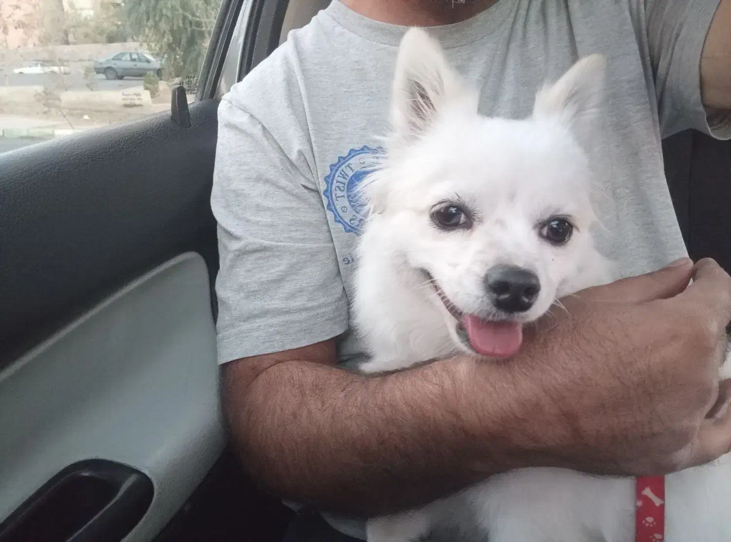 سگ پامرین اسپیتز|سگ|پرند, فاز ۴|دیوار