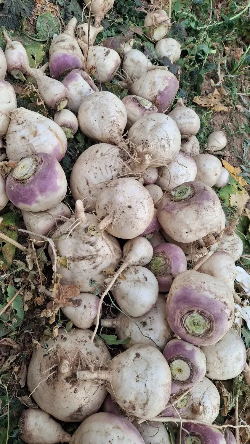 شلغم|خوردنی و آشامیدنی|سردرود, |دیوار