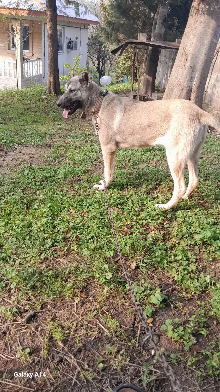 توله سگ سرابی|سگ|سنگر, |دیوار