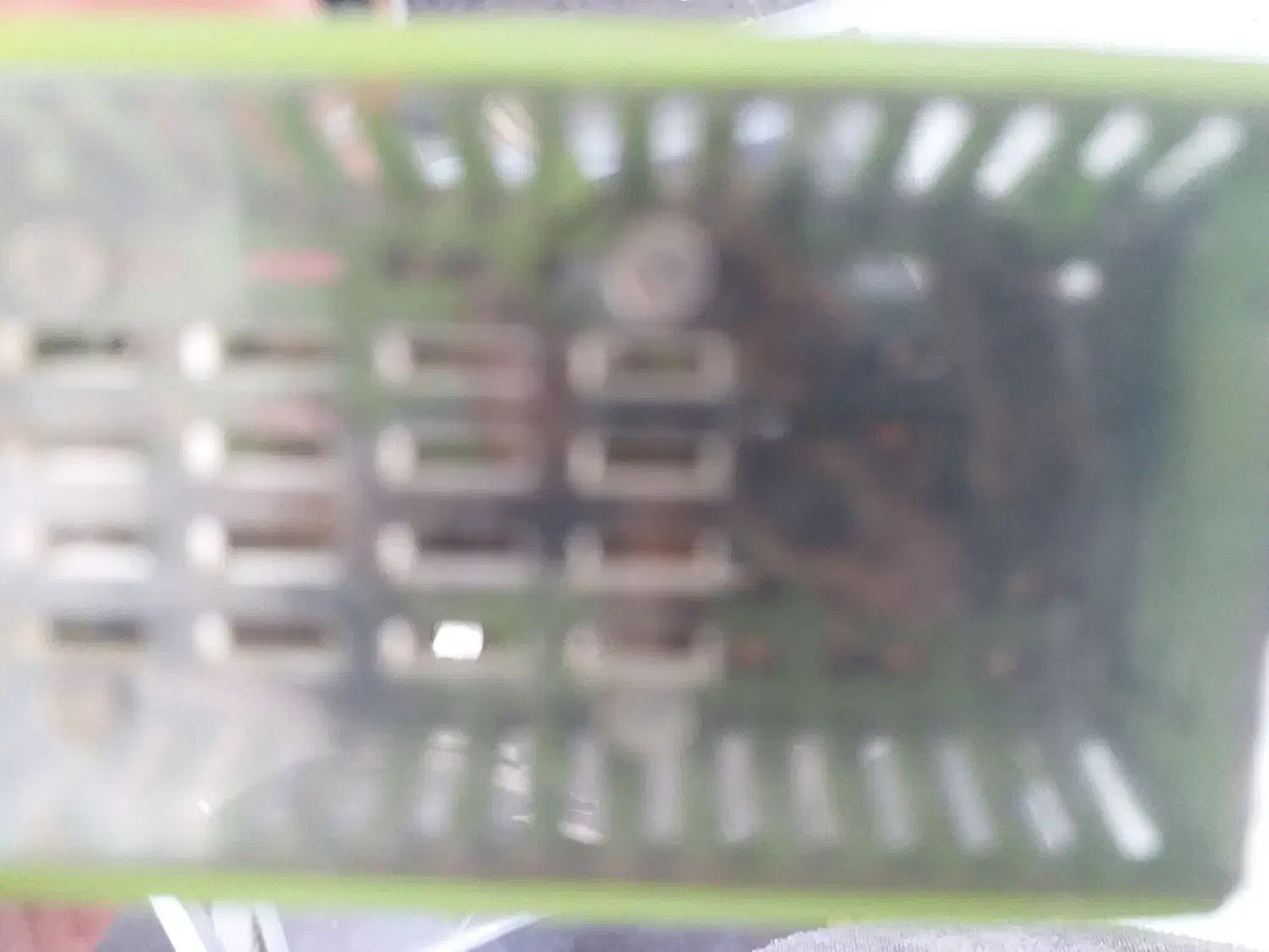 ملکه زنبور عسل|حیوانات مزرعه|آزادشهر, |دیوار