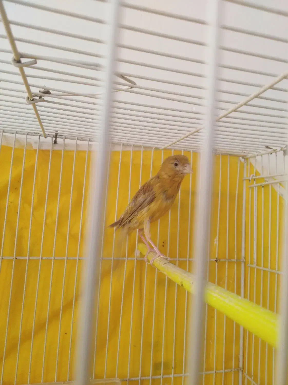 یک قناره ماده دارچینی|پرنده|رشتخوار, |دیوار