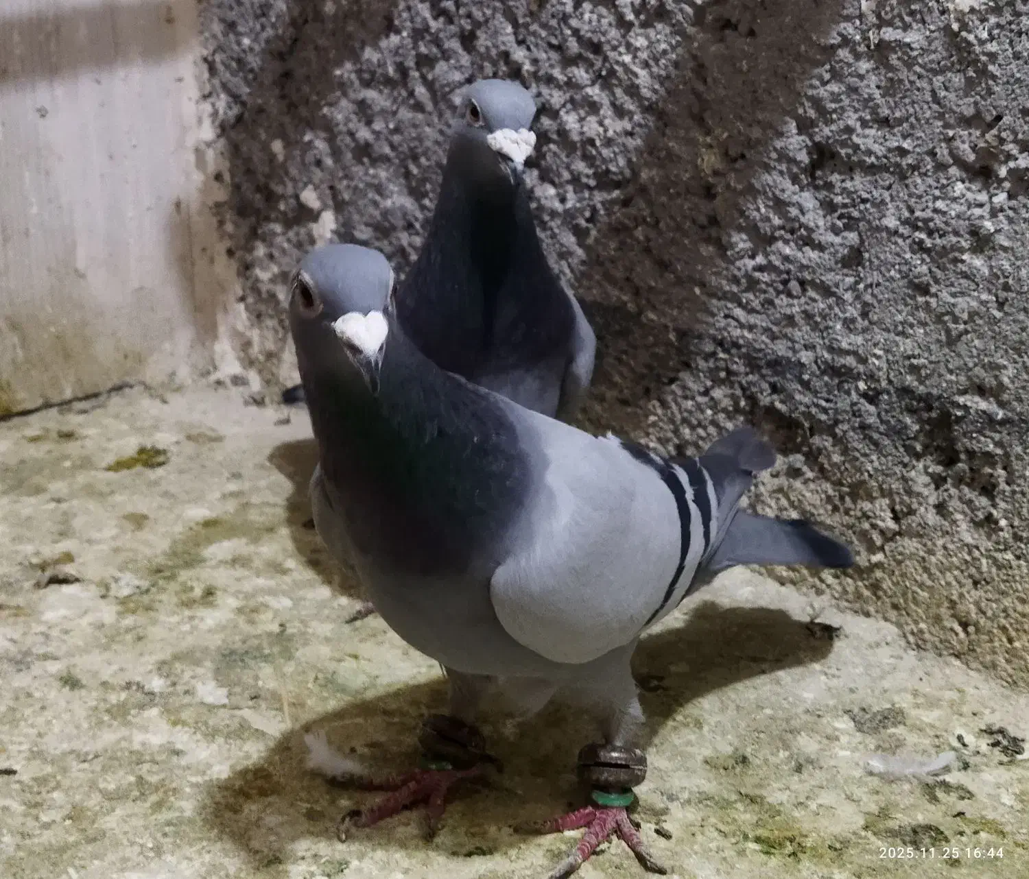 کبوتر.دوخط|پرنده|مشهد, شهید معقول|دیوار