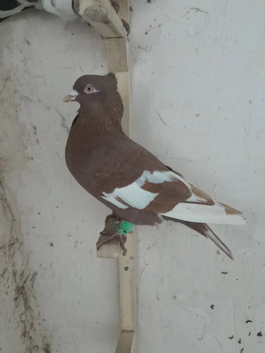 سرخ سرک|پرنده|شیروان (خراسان), |دیوار