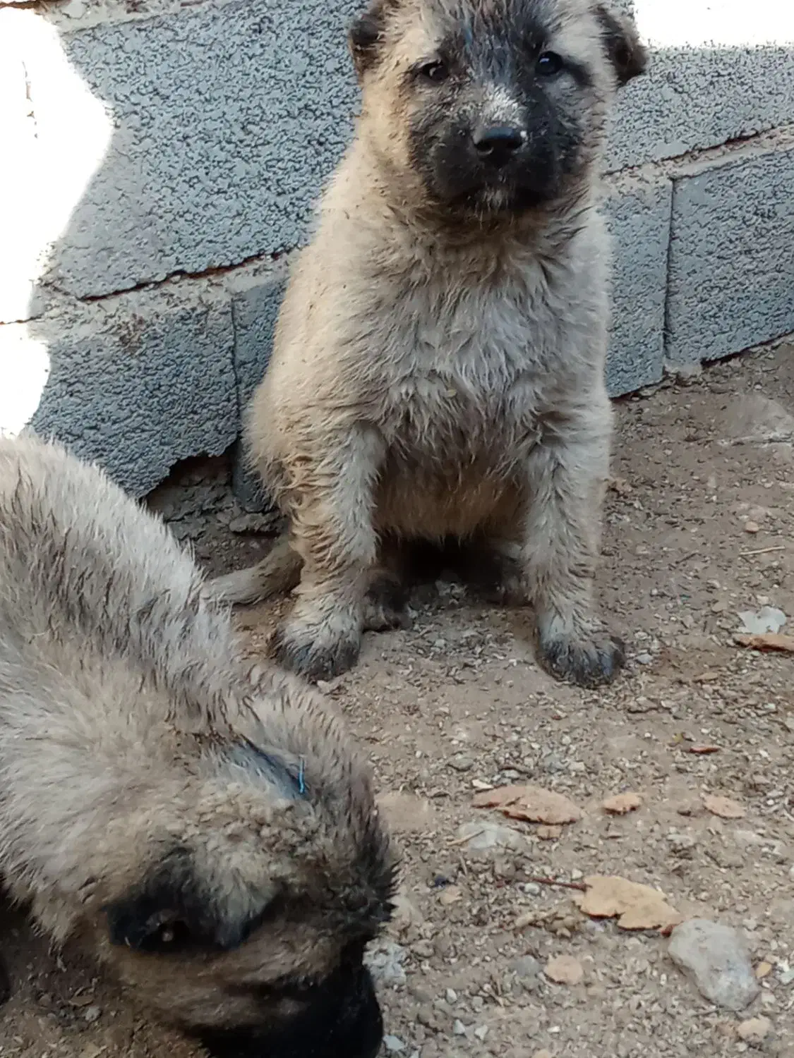 کانگال توله نر و ماده از پدر مادر وارداتی|سگ|پردیس, فاز ۶|دیوار