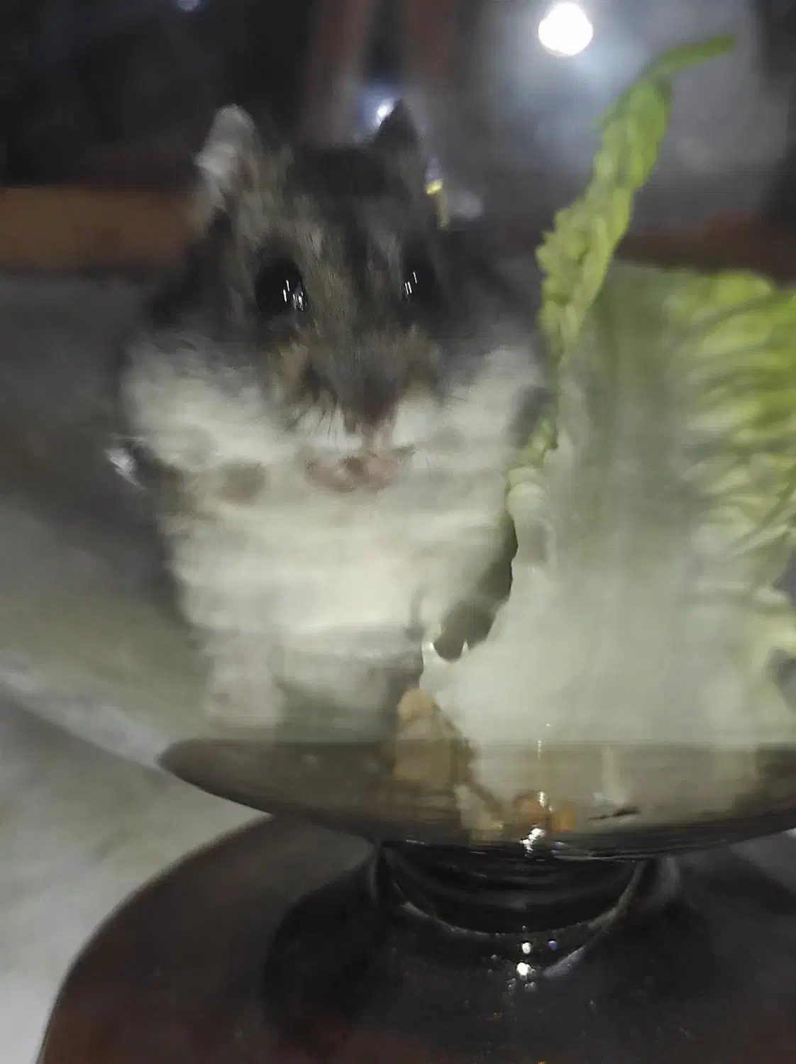 همستر|موش و خرگوش|سنندج, |دیوار