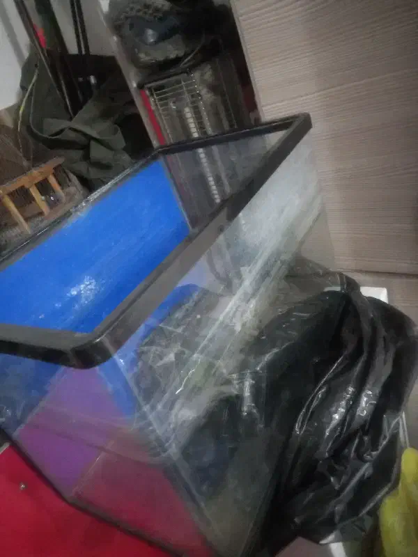 آکواریم|ماهی|قزوین, |دیوار