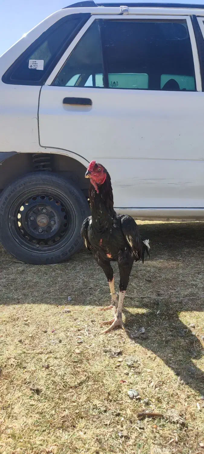 خروس لاری|حیوانات مزرعه|اندیمشک, |دیوار