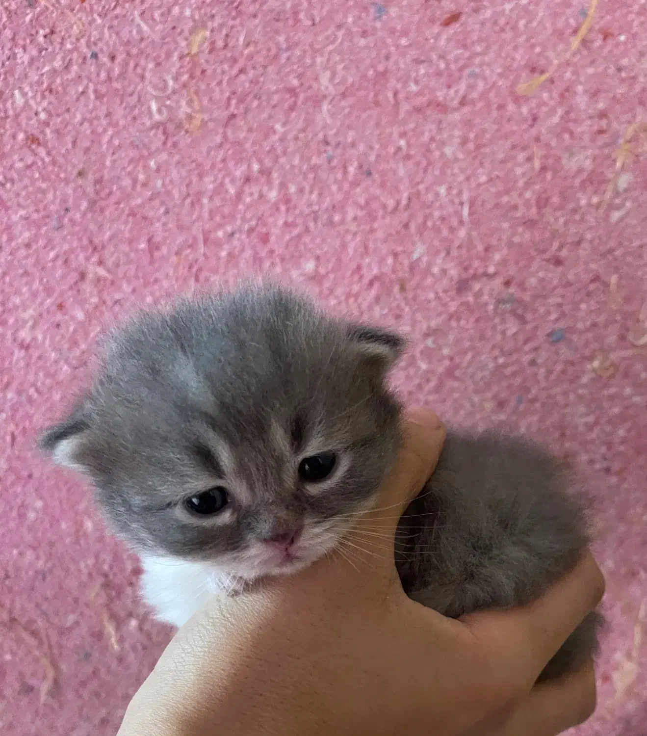 گربه میکس پرشین وبریتیش|گربه|کرمان, |دیوار