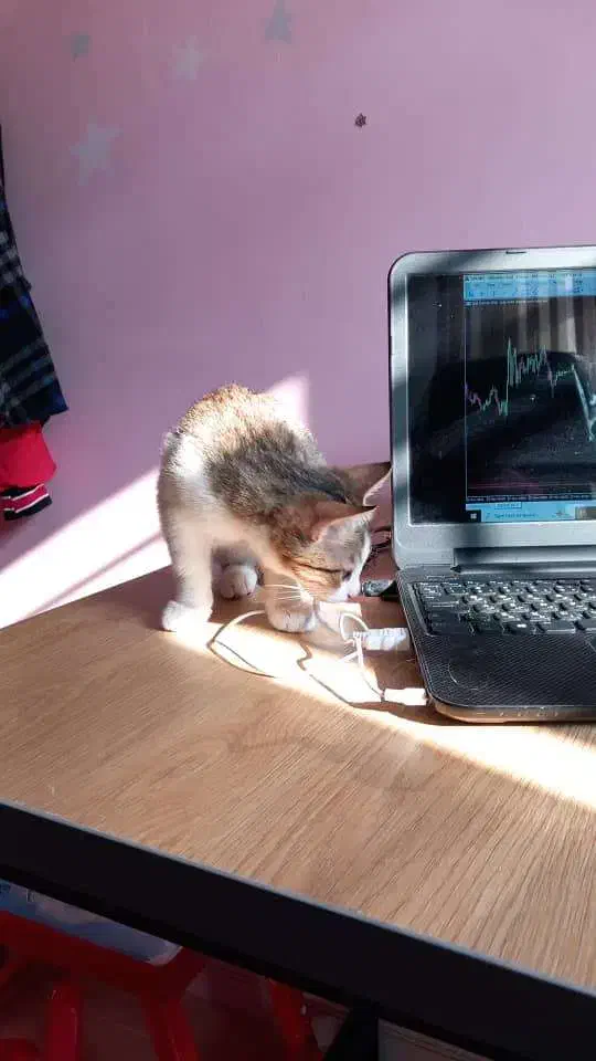 گربه ی ۳ ماهه ماده رایگان|گربه|ارومیه, |دیوار