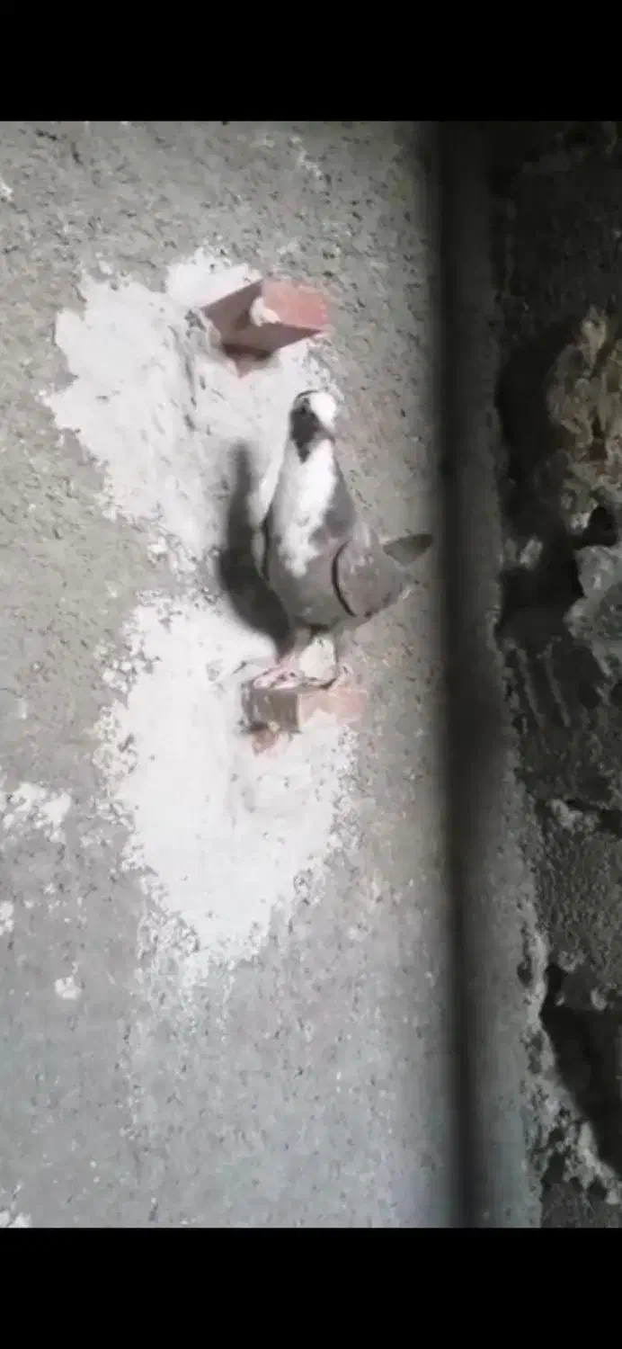 کبوتر شهری مخملی ودم سفید|پرنده|برازجان, |دیوار