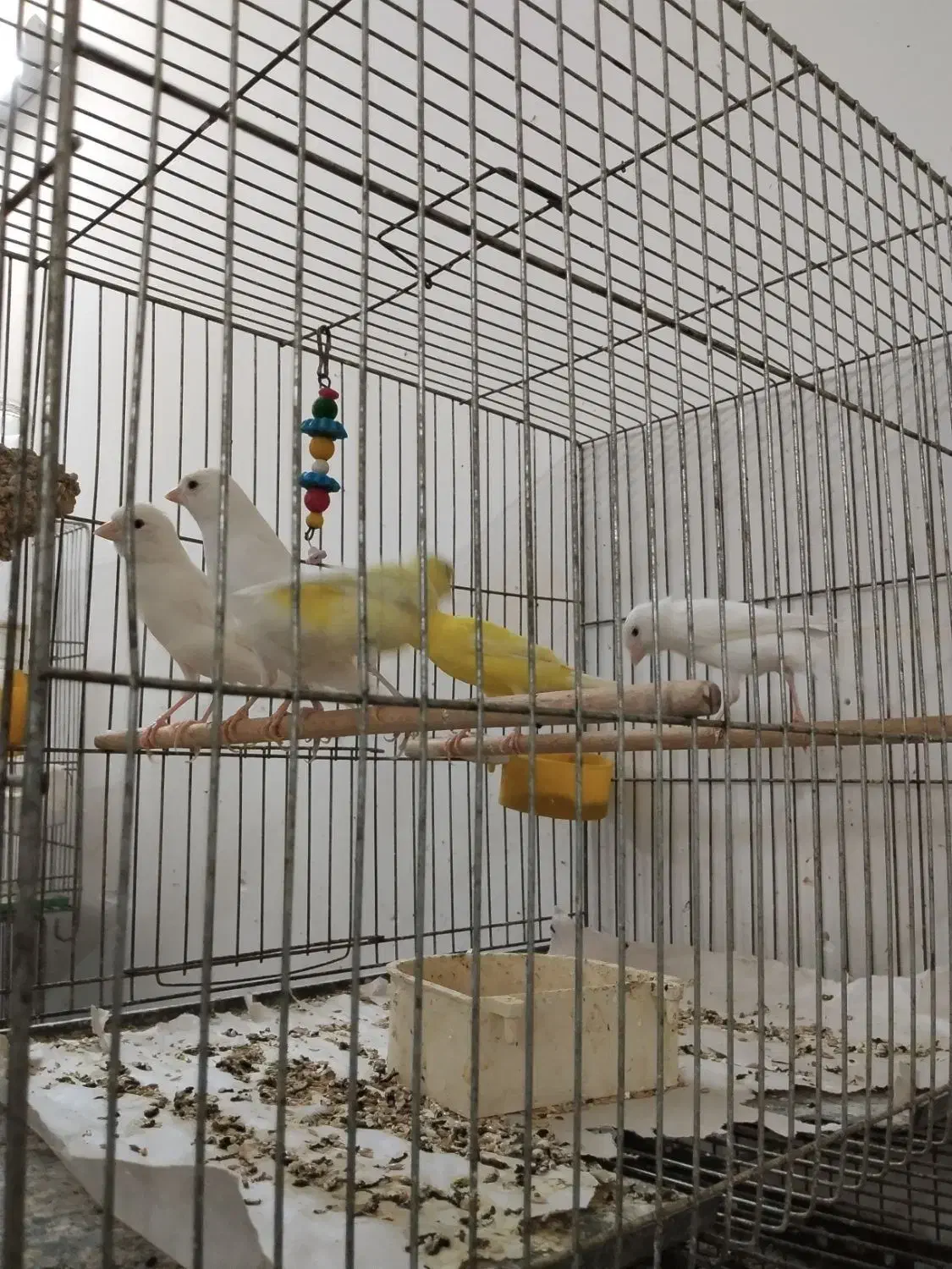 قناری نر و ماده|پرنده|قنوات, |دیوار