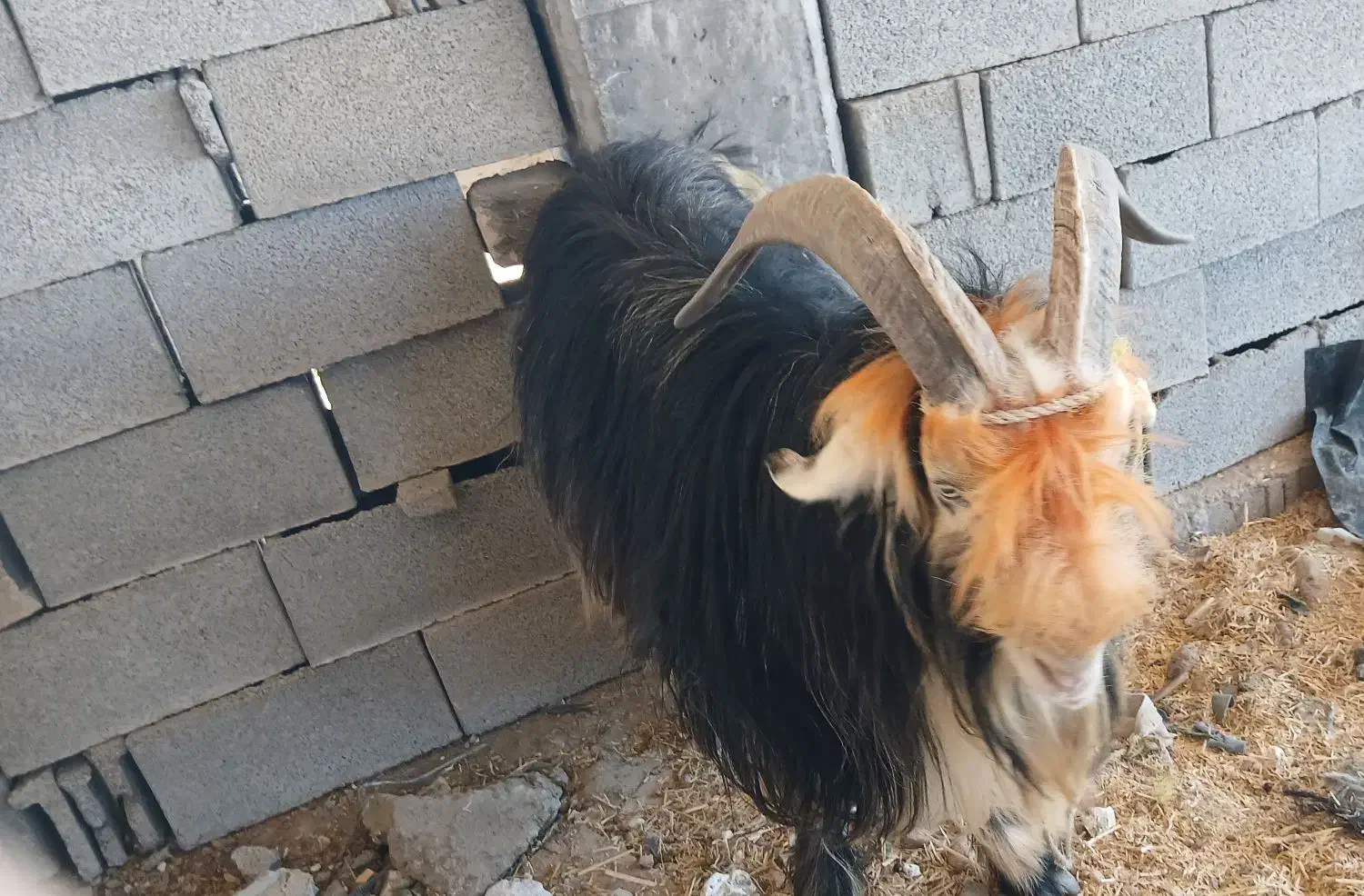 1راس بهده تخمی بر دوم|حیوانات مزرعه|اندیکا, |دیوار