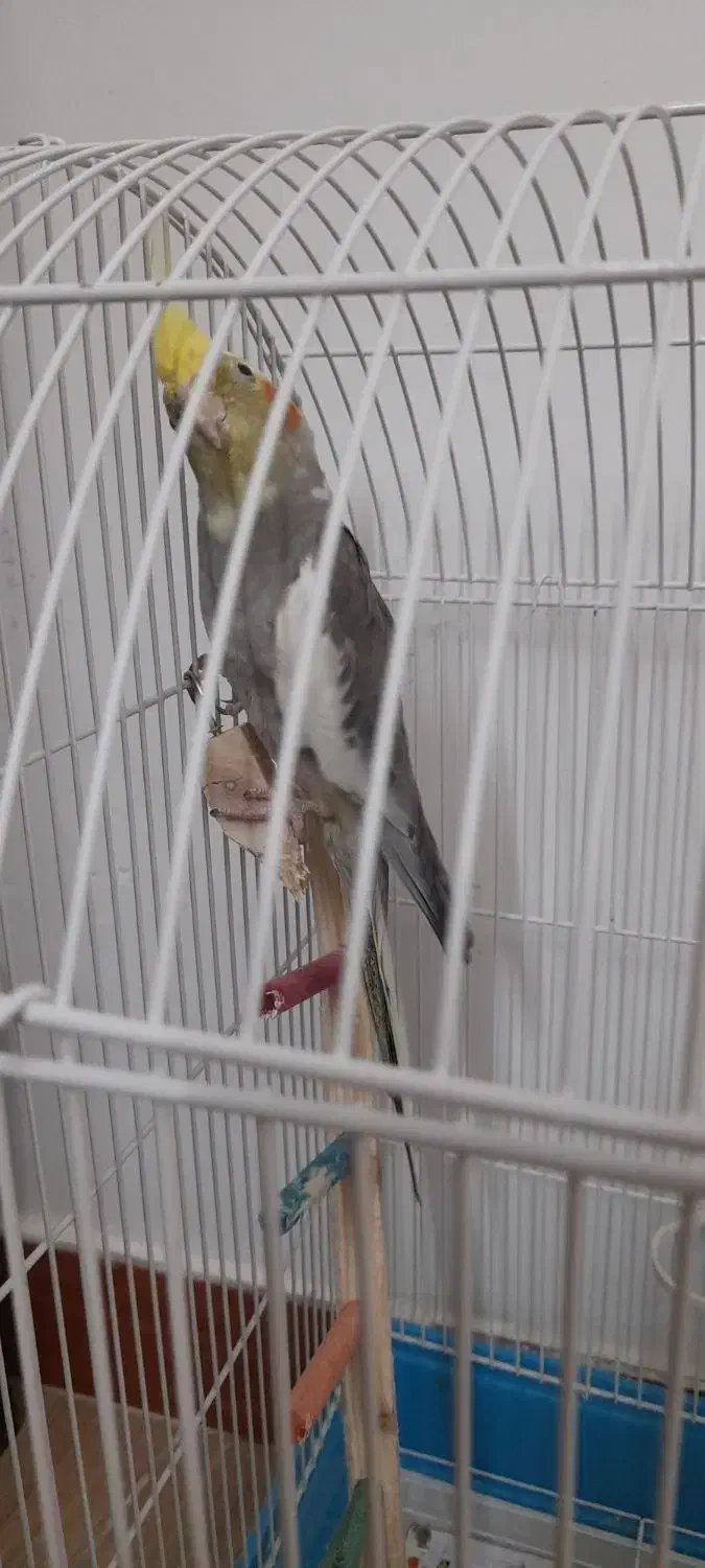 عروس هلندی|پرنده|بابل, |دیوار