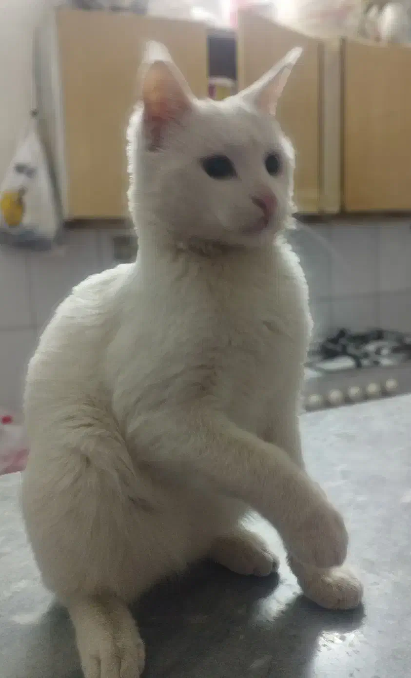 ی گربه ناز و سفید|گربه|زاهدان, |دیوار