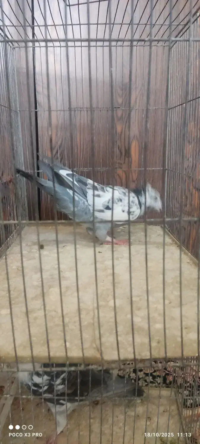 کبوتر|پرنده|شیراز, جانبازان|دیوار