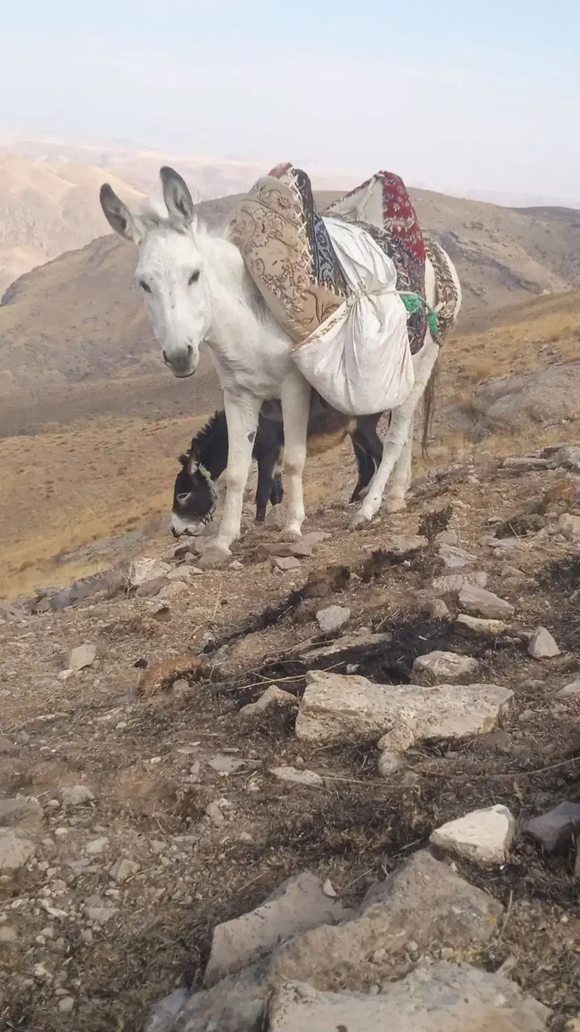 خره سفید|حیوانات مزرعه|میانه, |دیوار