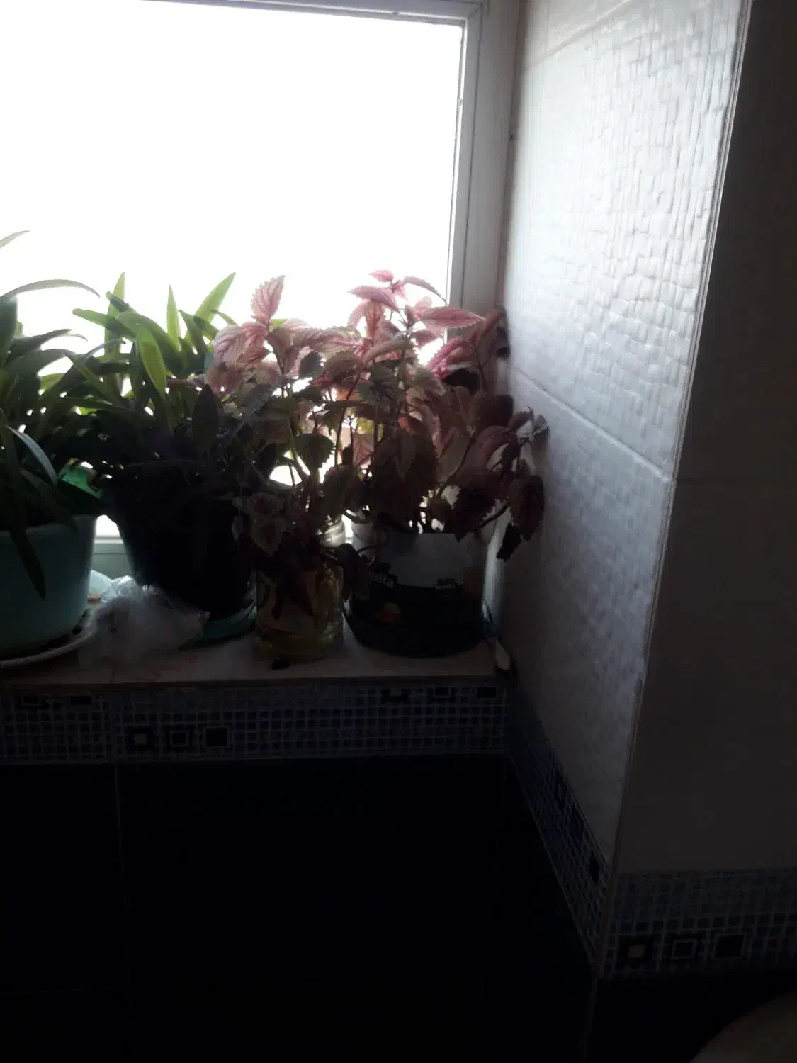 تعدادی گل شاداب حسن یوسف و اپارتمانی بفروش میرسد|گل و گیاه طبیعی|سمنان, |دیوار