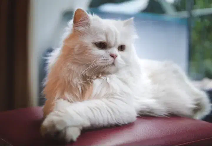 گربه گمشده پرشین کت|حیوانات|اهواز, کیانپارس |دیوار