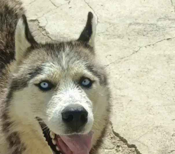 هاسکی|سگ|اسدآباد, |دیوار