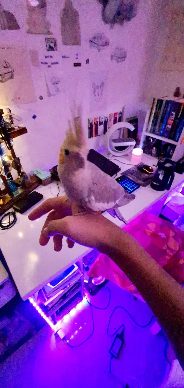 عروس هلندی|پرنده|بندرعباس, |دیوار